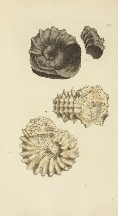 The mineral conchology of Great Britain Pl.302 av James Sowerby