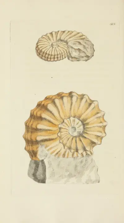 The mineral conchology of Great Britain Pl.303 av James Sowerby