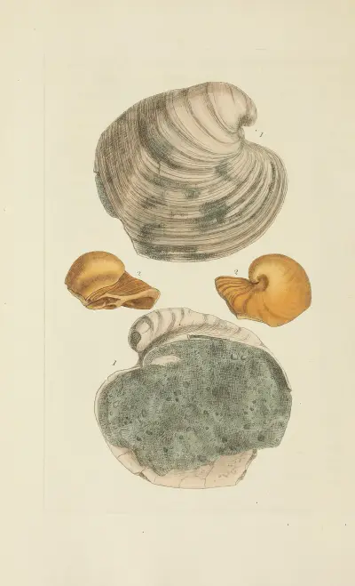 The Mineral Conchology of Great Britain, pl. 304 av James Sowerby