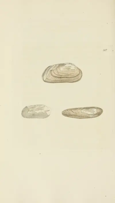 The mineral conchology of Great Britain Pl.305 av James Sowerby