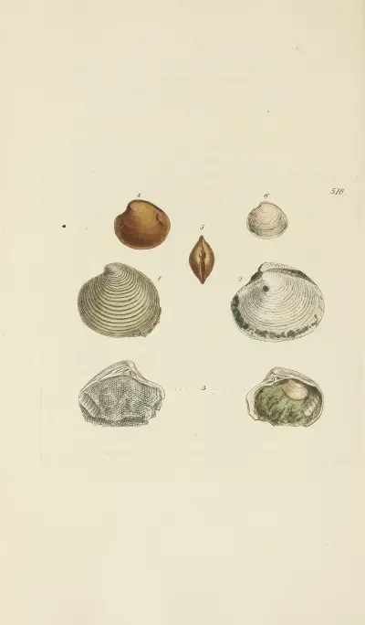 The mineral conchology of Great Britain Pl.306 av James Sowerby