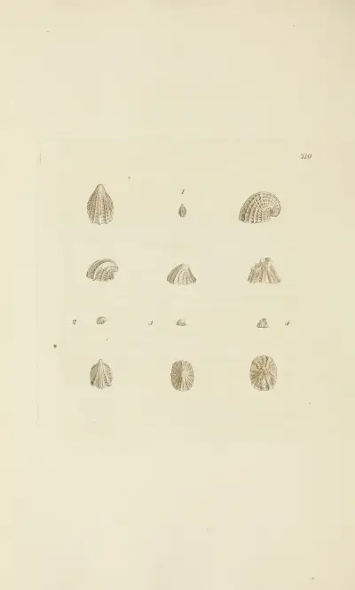 The mineral conchology of Great Britain Pl.307 av James Sowerby