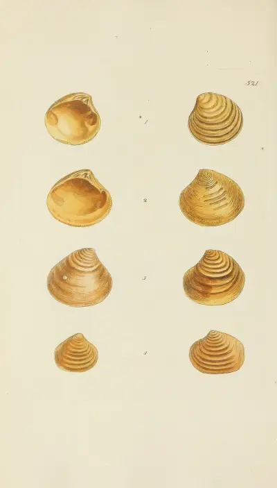 The mineral conchology of Great Britain Pl.309 av James Sowerby