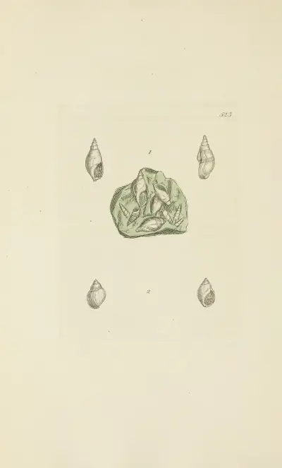 The mineral conchology of Great Britain Pl.311 av James Sowerby