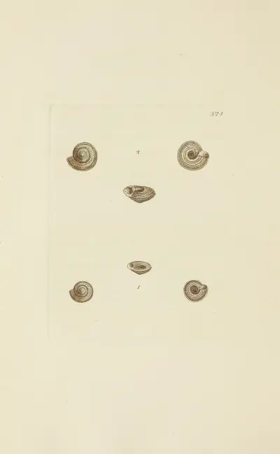 The mineral conchology of Great Britain Pl.312 av James Sowerby