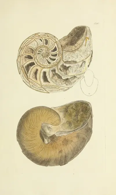 Mineralisk conchyliologi i Storbritannien pl. 318 av James Sowerby