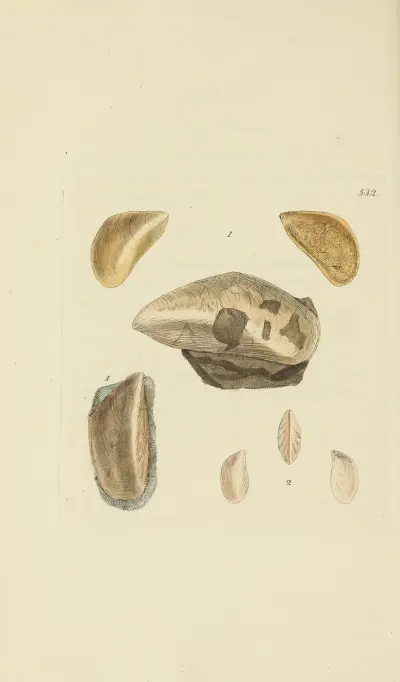 The mineral conchology of Great Britain Pl.320 av James Sowerby
