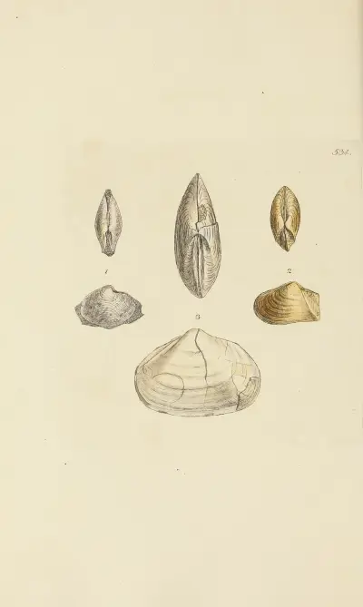 The Mineral Conchology of Great Britain, plansch 322 av James Sowerby