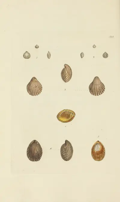 Mineralogi över Storbritanniens snäckor, plansch 323 av James Sowerby