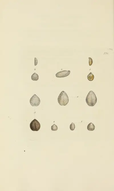 The mineral conchology of Great Britain Pl.324 av James Sowerby