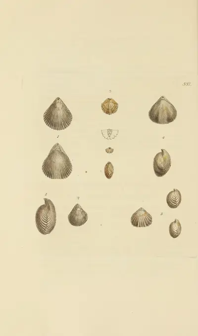 The mineral conchology of Great Britain Pl.325 av James Sowerby