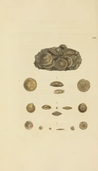 The mineral conchology of Great Britain Pl.326 av James Sowerby