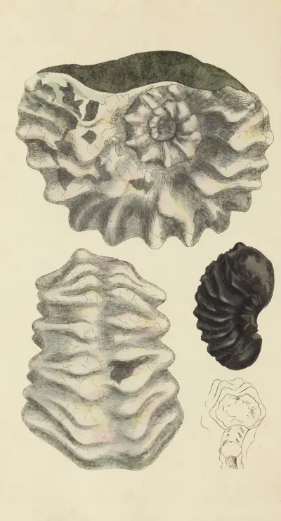 The mineral conchology of Great Britain Pl.327 av James Sowerby