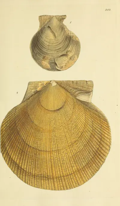 The mineral conchology of Great Britain Pl.330 av James Sowerby