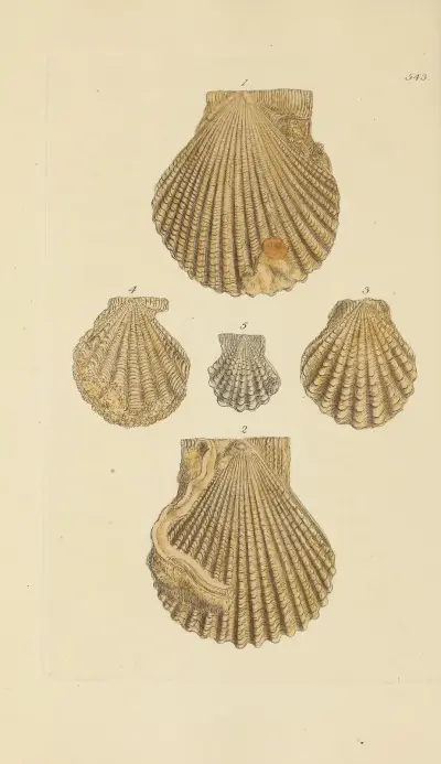 The mineral conchology of Great Britain Pl.331 av James Sowerby