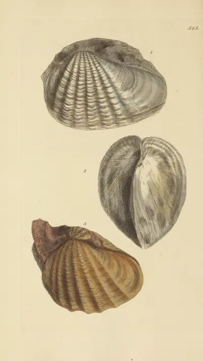 The mineral conchology of Great Britain Pl.333 av James Sowerby
