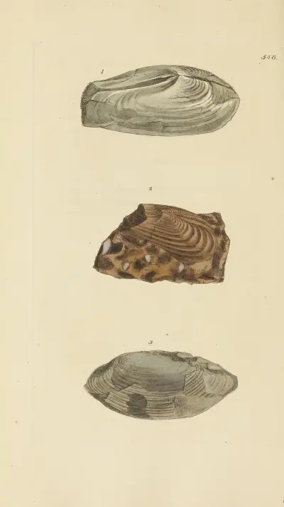 Mineralconchologi från Storbritannien, plansch 336 av James Sowerby