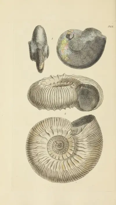 Mineralconchologi från Storbritannien, plansch 337 av James Sowerby