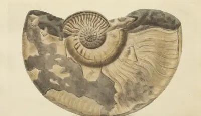 Mineralconkologi från Storbritannien pl. 338 av James Sowerby