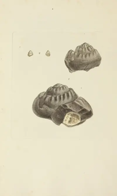 The mineral conchology of Great Britain Pl.339 av James Sowerby