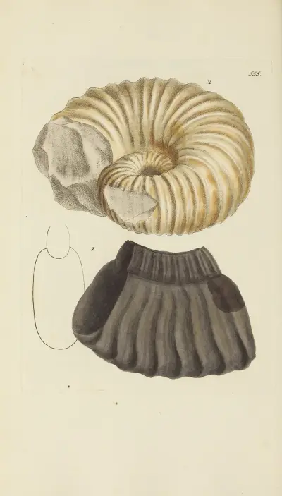 Mineralconchyliologie från Storbritannien, plansch 343 av James Sowerby