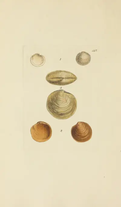 The mineral conchology of Great Britain Pl.345 av James Sowerby