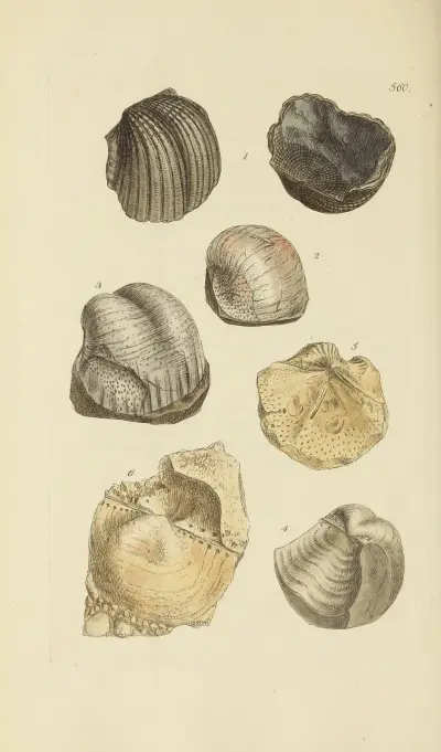 Mineralisk conchology av Storbritannien, pl. 348 av James Sowerby