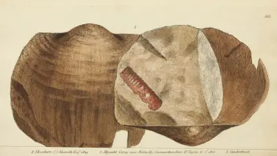 The mineral conchology of Great Britain Pl.349 av James Sowerby