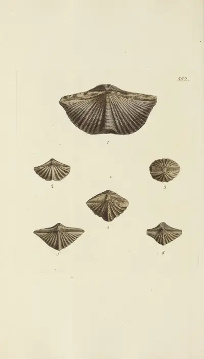The mineral conchology of Great Britain Pl.350 av James Sowerby