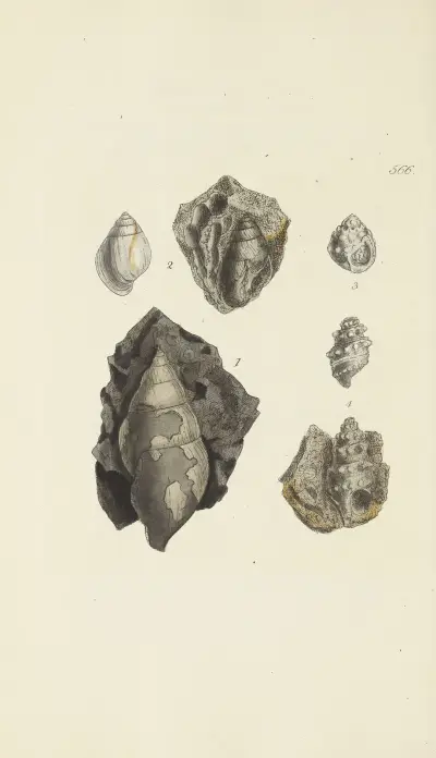 The mineral conchology of Great Britain pl. 354 av James Sowerby