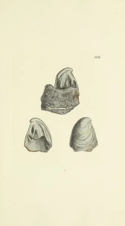 The mineral conchology of Great Britain Pl.356 av James Sowerby