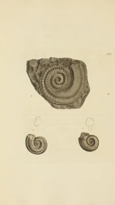 The mineral conchology of Great Britain Pl.359 av James Sowerby
