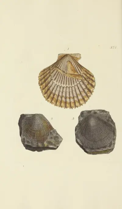 Mineralconkylogi från Storbritannien, plansch 362 av James Sowerby