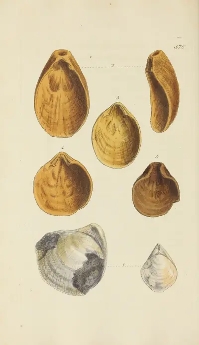 The mineral conchology of Great Britain Pl.364 av James Sowerby