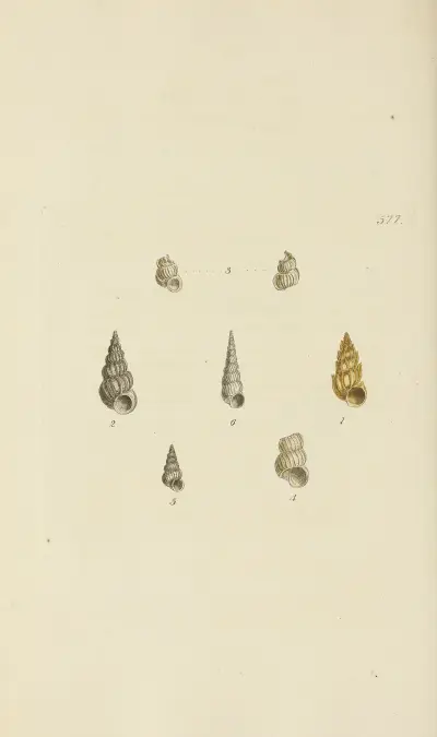 The mineral conchology of Great Britain Pl.365 av James Sowerby