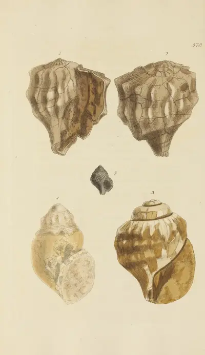 Mineralogi och snäckor från Storbritannien, plansch 366 av James Sowerby