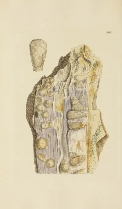 The mineral conchology of Great Britain Pl.369 av James Sowerby