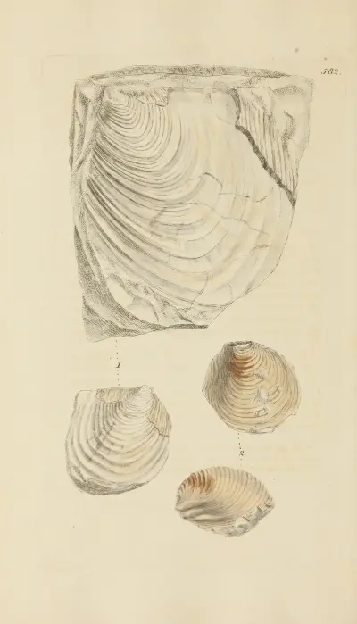 The mineral conchology of Great Britain Pl.370 av James Sowerby