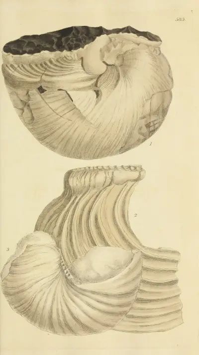 The mineral conchology of Great Britain Pl.371 av James Sowerby