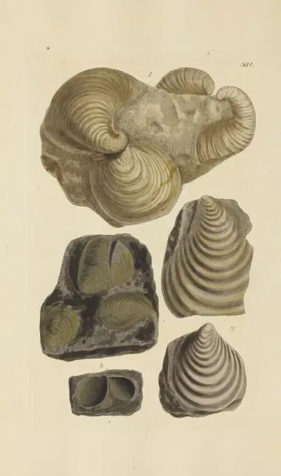 Mineralconkylogi från Storbritannien, pl. 372 av James Sowerby