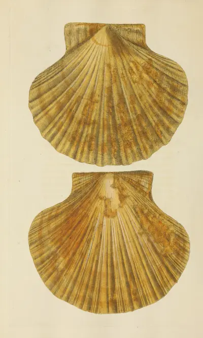 The mineral conchology of Great Britain Pl.373 av James Sowerby