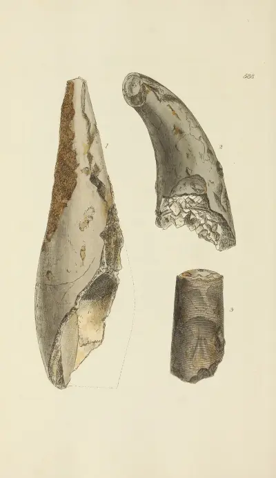 The mineral conchology of Great Britain Pl.376 av James Sowerby