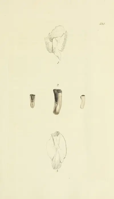 Mineralconchologi från Storbritannien, pl. 378 av James Sowerby