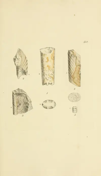 The mineral conchology of Great Britain Pl.379 av James Sowerby