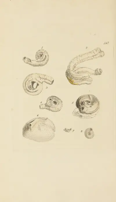 The mineral conchology of Great Britain Pl.384 av James Sowerby