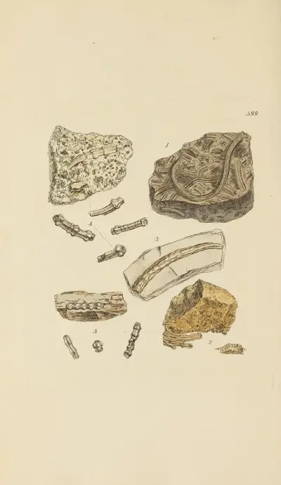 The mineral conchology of Great Britain Pl.386 av James Sowerby
