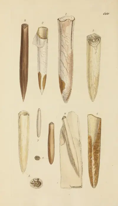 Mineralconchologi från Storbritannien, pl. 387 av James Sowerby