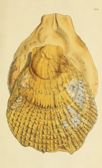 The mineral conchology of Great Britain Pl.388 av James Sowerby