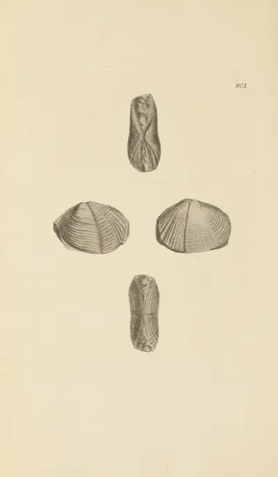 The mineral conchology of Great Britain Pl.390 av James Sowerby