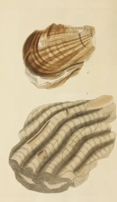 Mineralconchyliologi från Storbritannien pl. 391 av James Sowerby